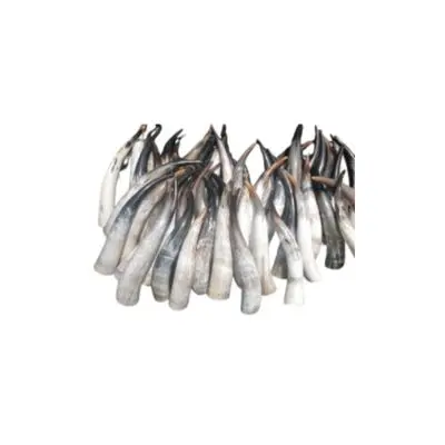 Cow Horn Drinking Horn