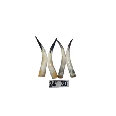 Paired polished Cow Horn 24-30 inches