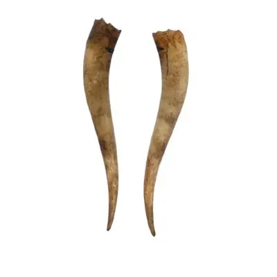 Raw Paired Cow Horn 24-30 inches