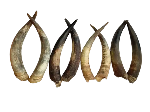 Raw Paired Cow Horn 18-23 inches