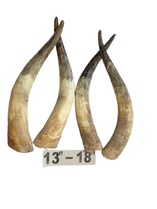Raw Paired Cow Horn 13-18 inches