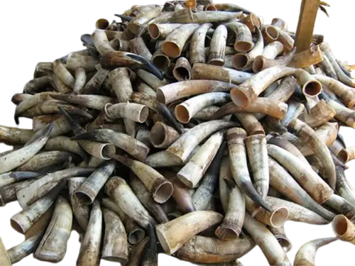 Raw Cow Horn 10-12 inches pieces