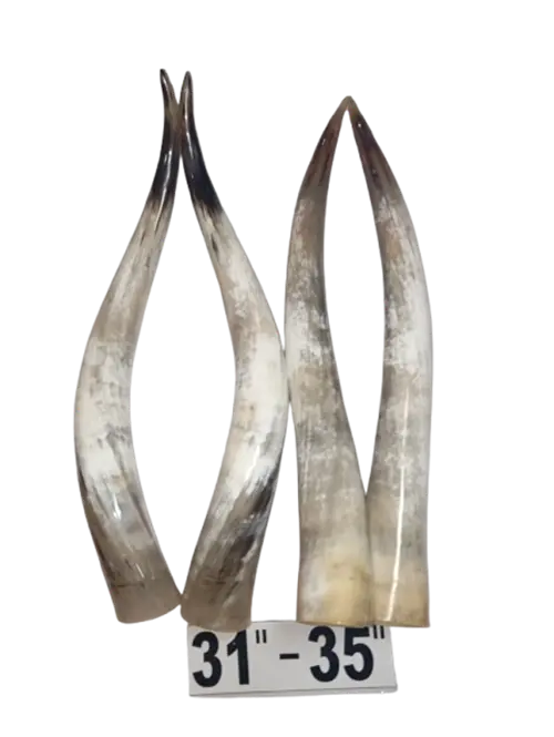 Polished Paired Cow Horn 31-35 inches