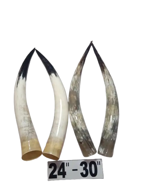 Polished Paired Cow Horn 24-30 inches