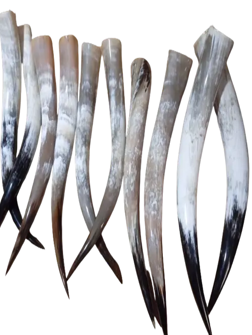 Polished Cow Horn