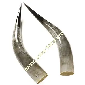 Polished Paired Cow Horn 10-12 inches